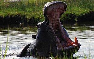 Hippopotamus on body of water